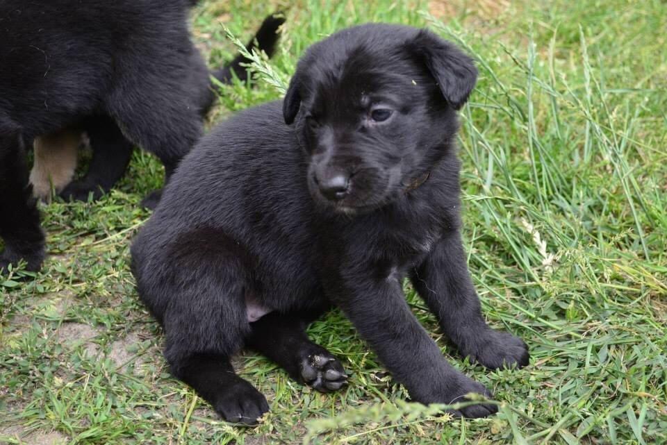 Blanding af racer Freya billede 48