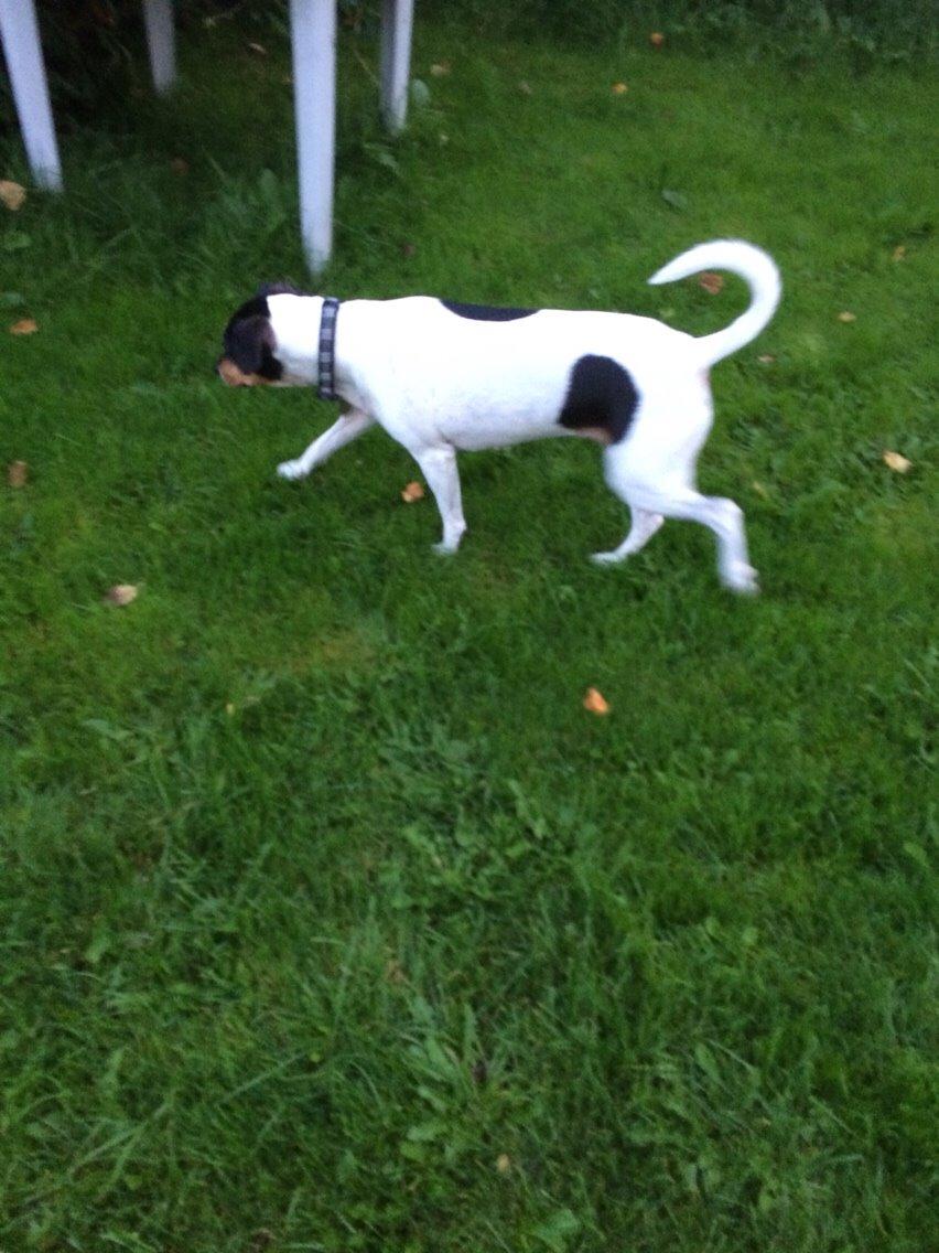 Dansk svensk gaardhund fede Fie  billede 21