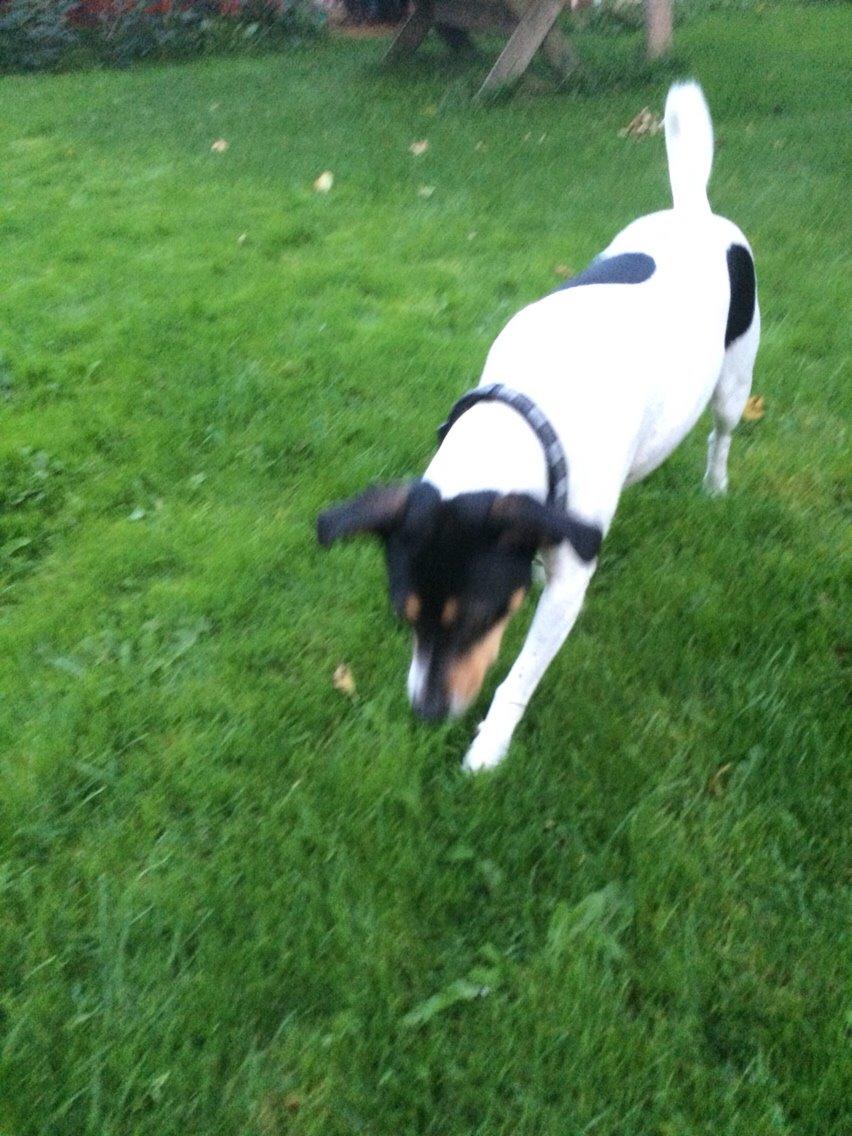 Dansk svensk gaardhund fede Fie  billede 22