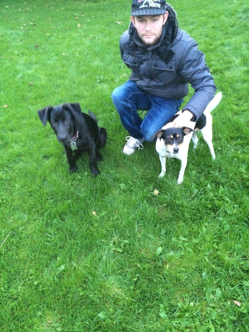 Dansk svensk gaardhund fede Fie  billede 23