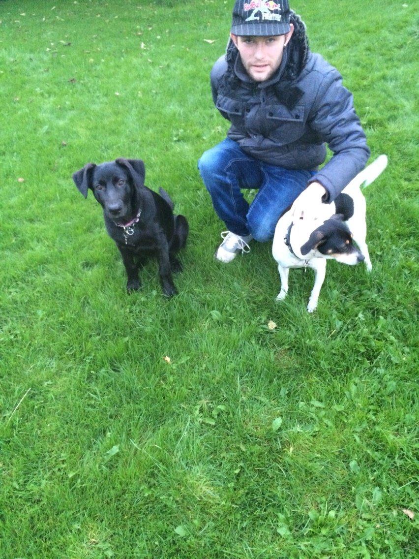 Dansk svensk gaardhund fede Fie  billede 24