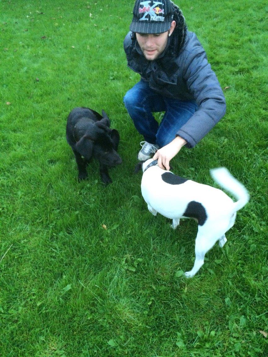 Dansk svensk gaardhund fede Fie  billede 25