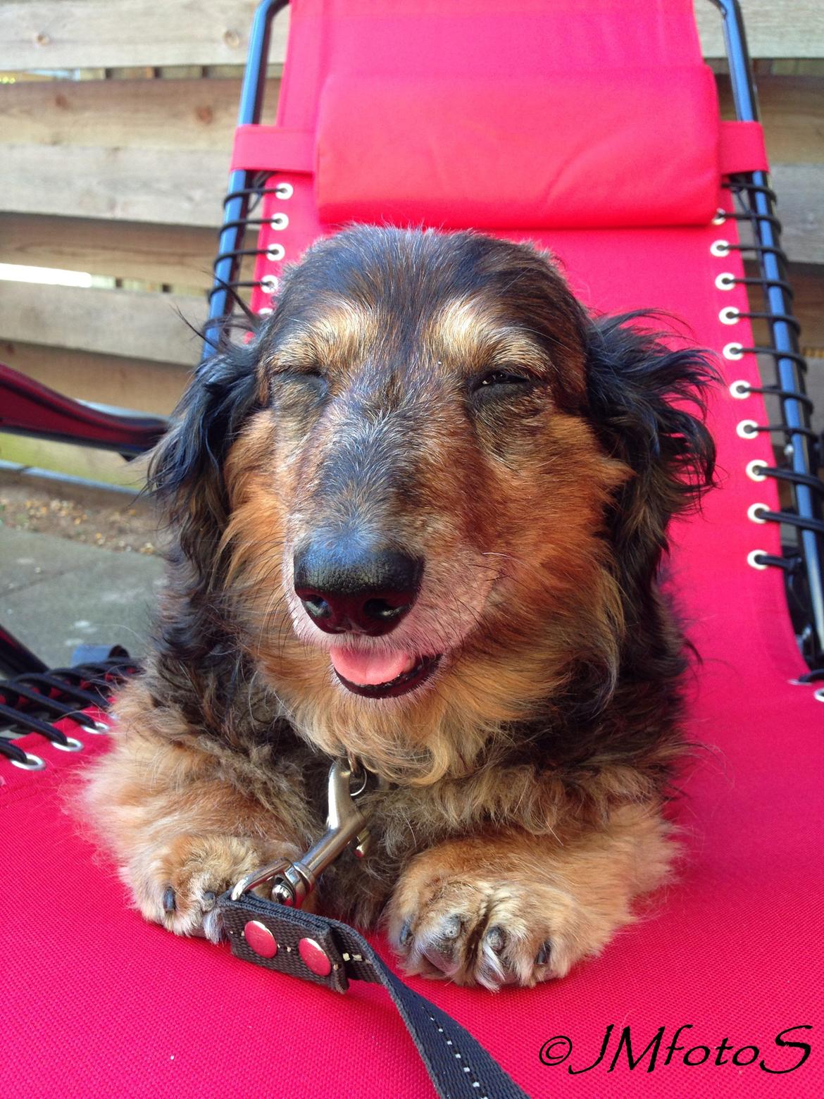 Gravhund Sikko (RIP) - 18-06-2014 billede 24