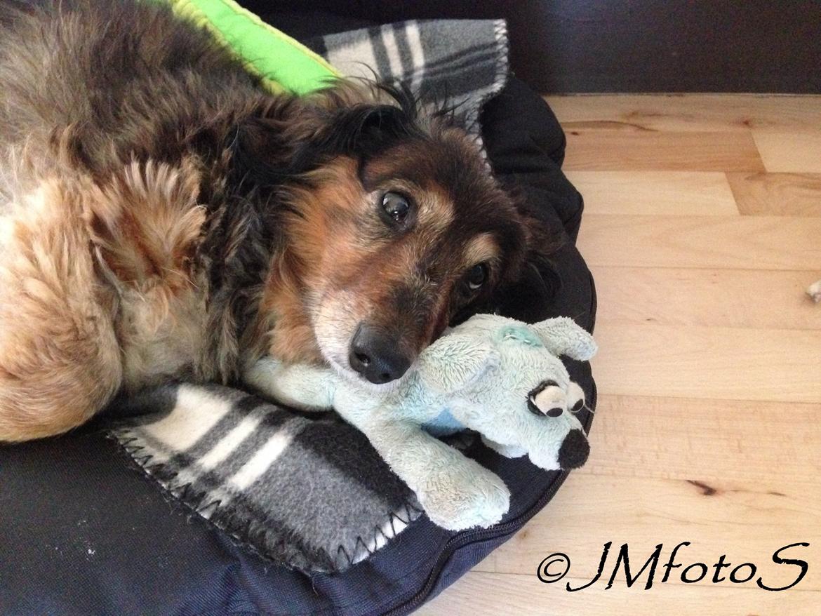 Gravhund Sikko (RIP) - 16-08-2014 billede 25