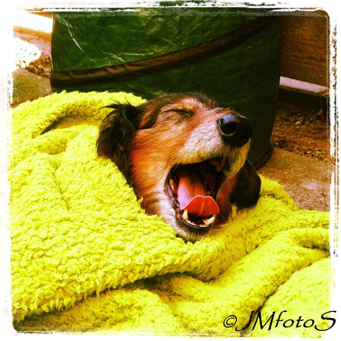 Gravhund Sikko (RIP) - 17-09-2014 billede 26