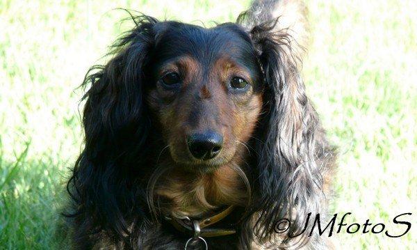 Gravhund Sikko (RIP) - 04-07-2012 billede 1