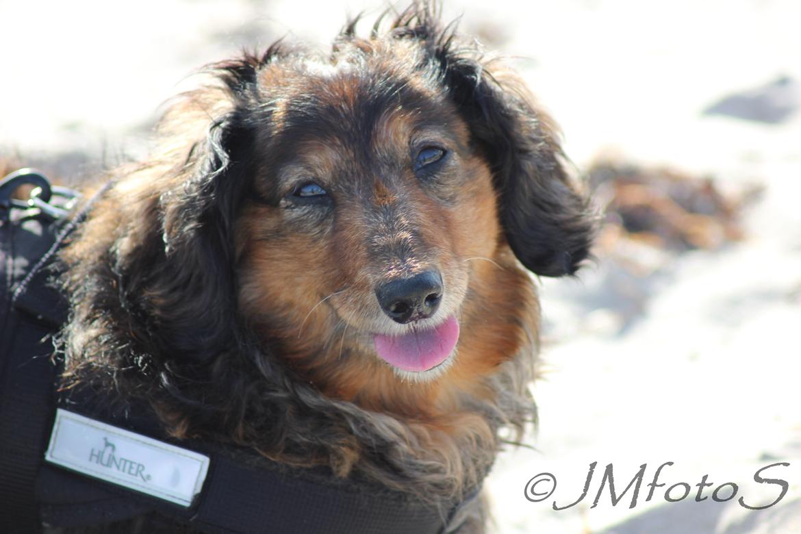 Gravhund Sikko (RIP) - 20-10-2012 billede 22