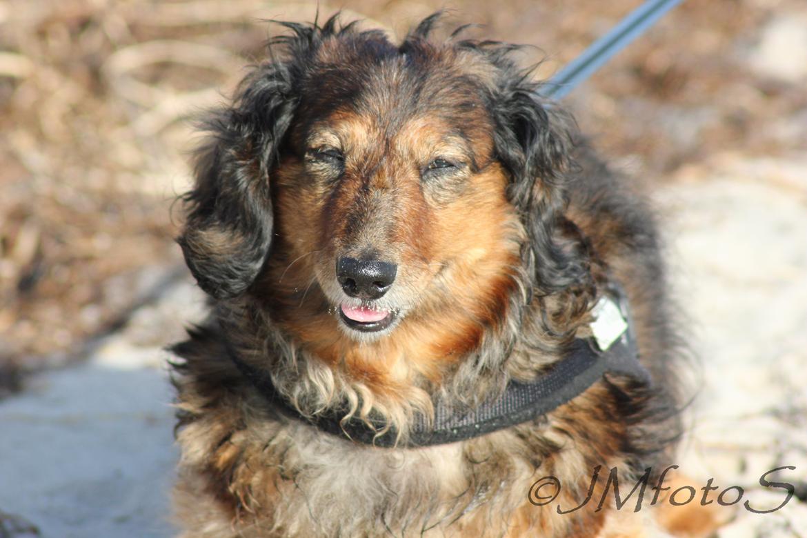 Gravhund Sikko (RIP) - 20-10-2012 billede 23