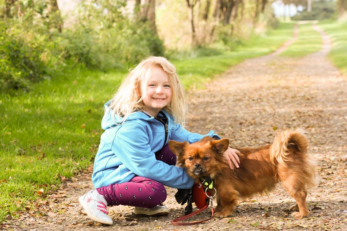 Blanding af racer Filou billede 2