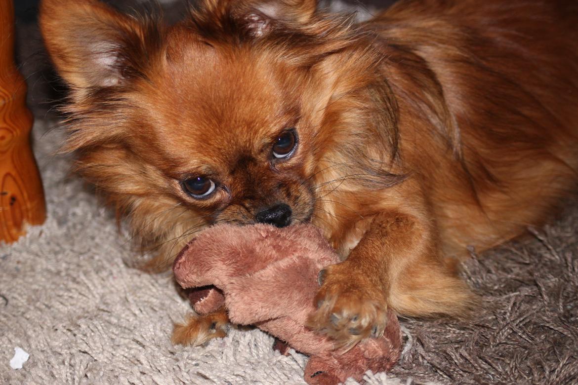 Blanding af racer Filou billede 7