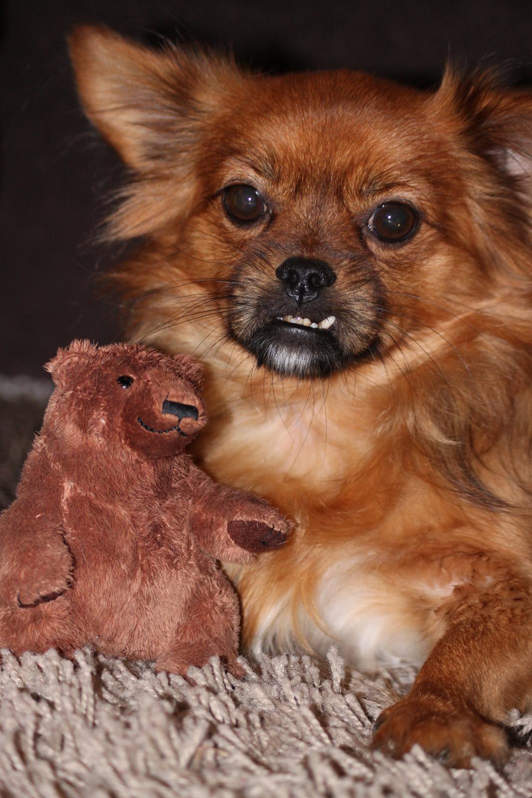 Blanding af racer Filou billede 5