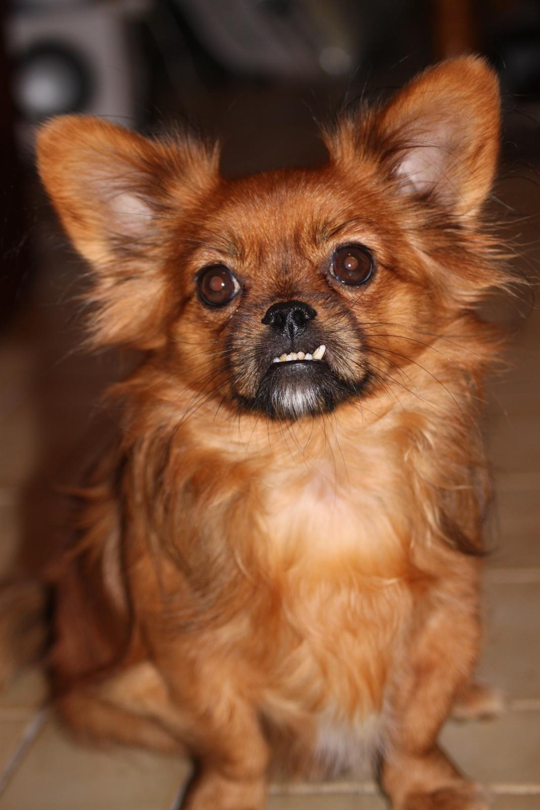 Blanding af racer Filou billede 6