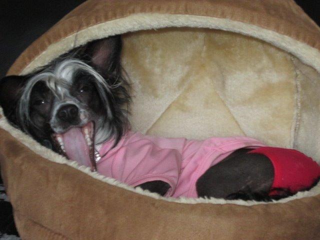 Chinese crested hårløs Kiki billede 37