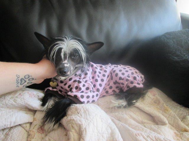 Chinese crested hårløs Kiki billede 39