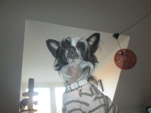 Chinese crested hårløs Kiki billede 42