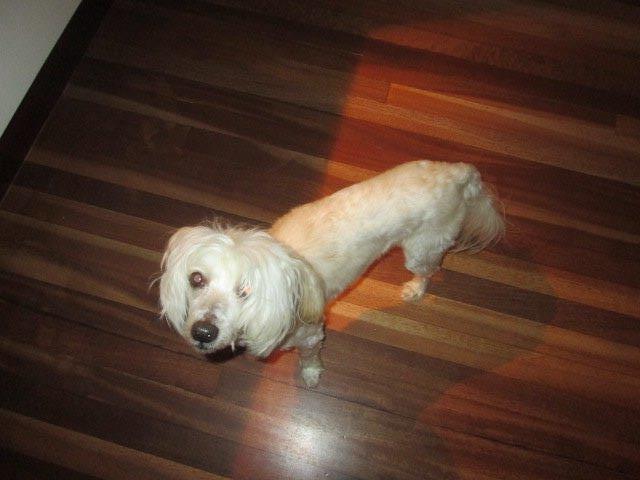 Chinese crested powder puff Bumle billede 7