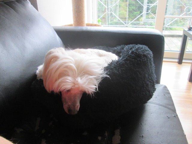 Chinese crested powder puff Bumle billede 20