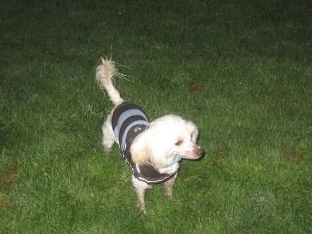 Chinese crested powder puff Bumle billede 21