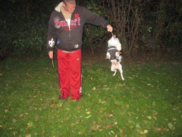 Chinese crested powder puff Bumle billede 22