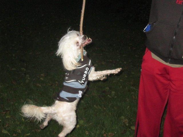 Chinese crested powder puff Bumle billede 23