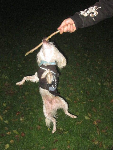 Chinese crested powder puff Bumle billede 24