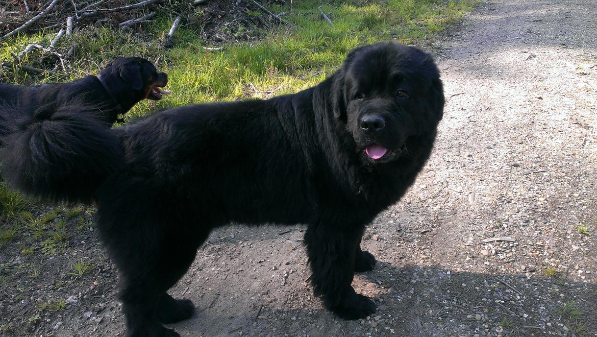 Newfoundlænder Newf-Line's Jackpot Joe billede 34