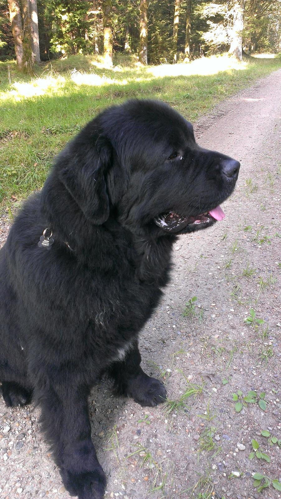 Newfoundlænder Newf-Line's Jackpot Joe billede 36