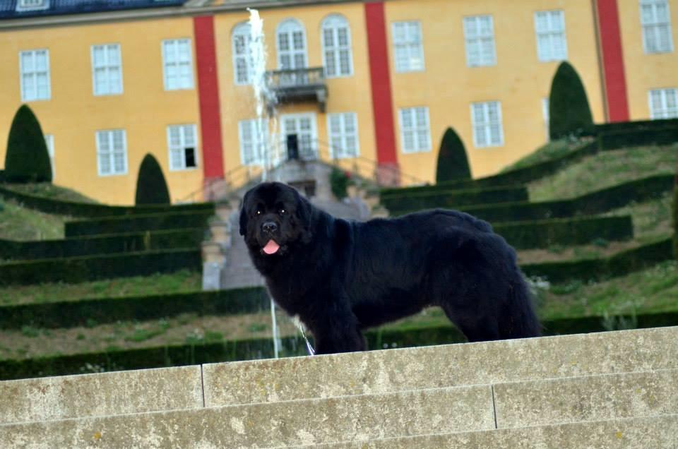 Newfoundlænder Newf-Line's Jackpot Joe - Royal.dk billede 37