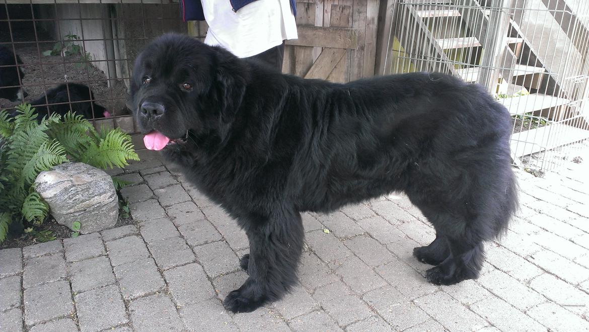 Newfoundlænder Newf-Line's Jackpot Joe billede 38