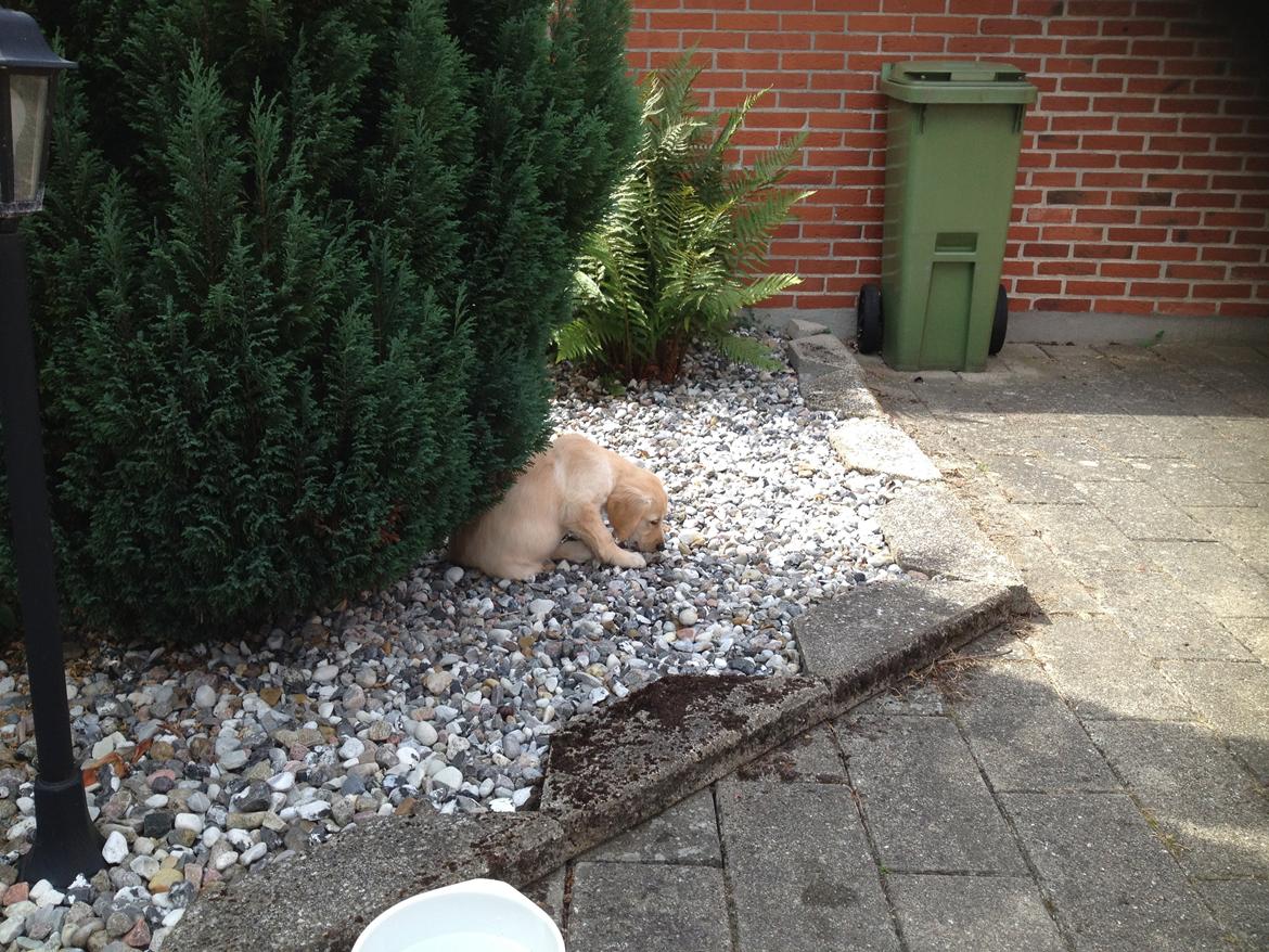 Golden retriever Maggie billede 2