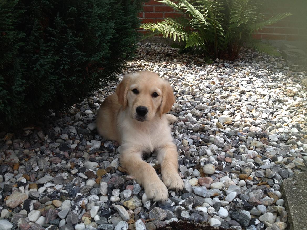 Golden retriever Maggie billede 1