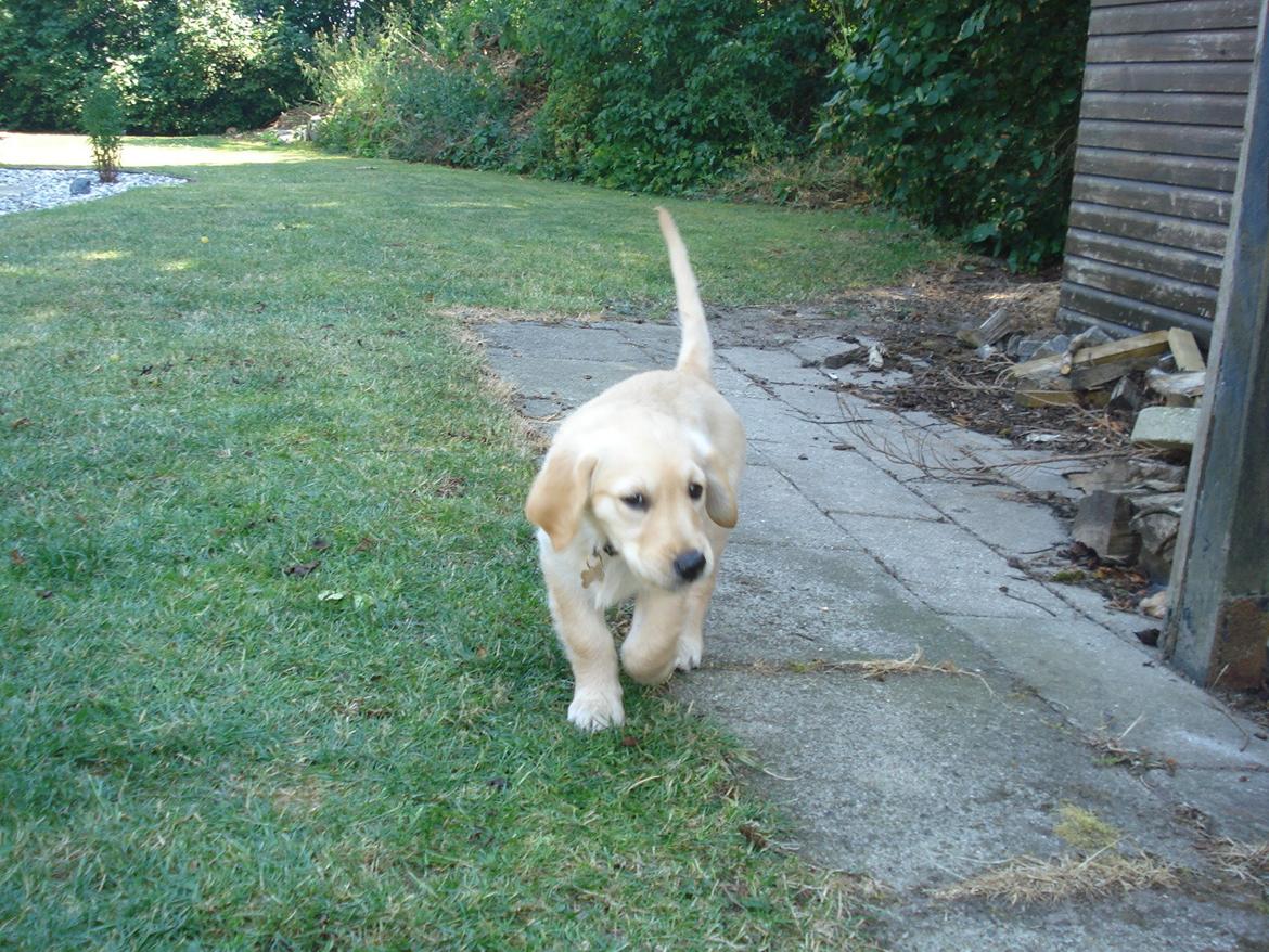 Golden retriever Maggie billede 3