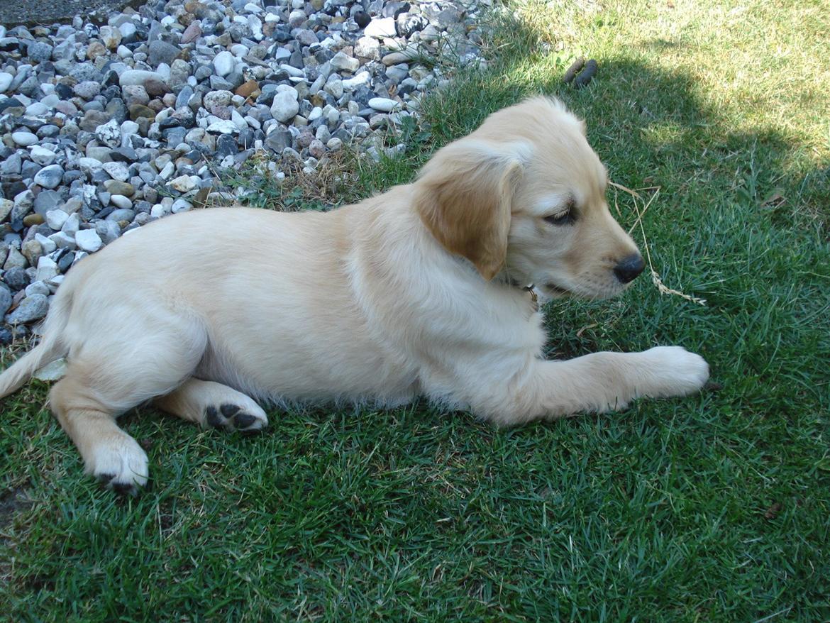 Golden retriever Maggie billede 4