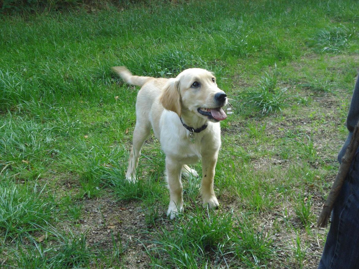 Golden retriever Maggie billede 6