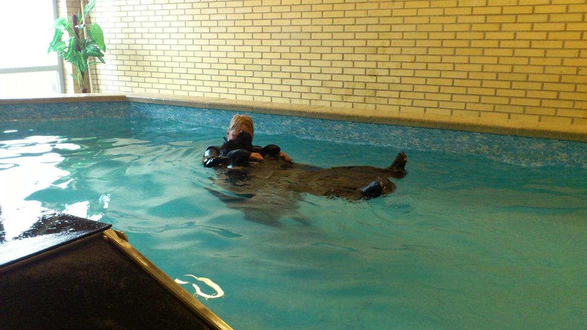 Newfoundlænder Moonshine Lovers Blue Thursday - Hvorfor svømme, når man kun smide sig på ryggen og bliver trukket rundt? billede 17
