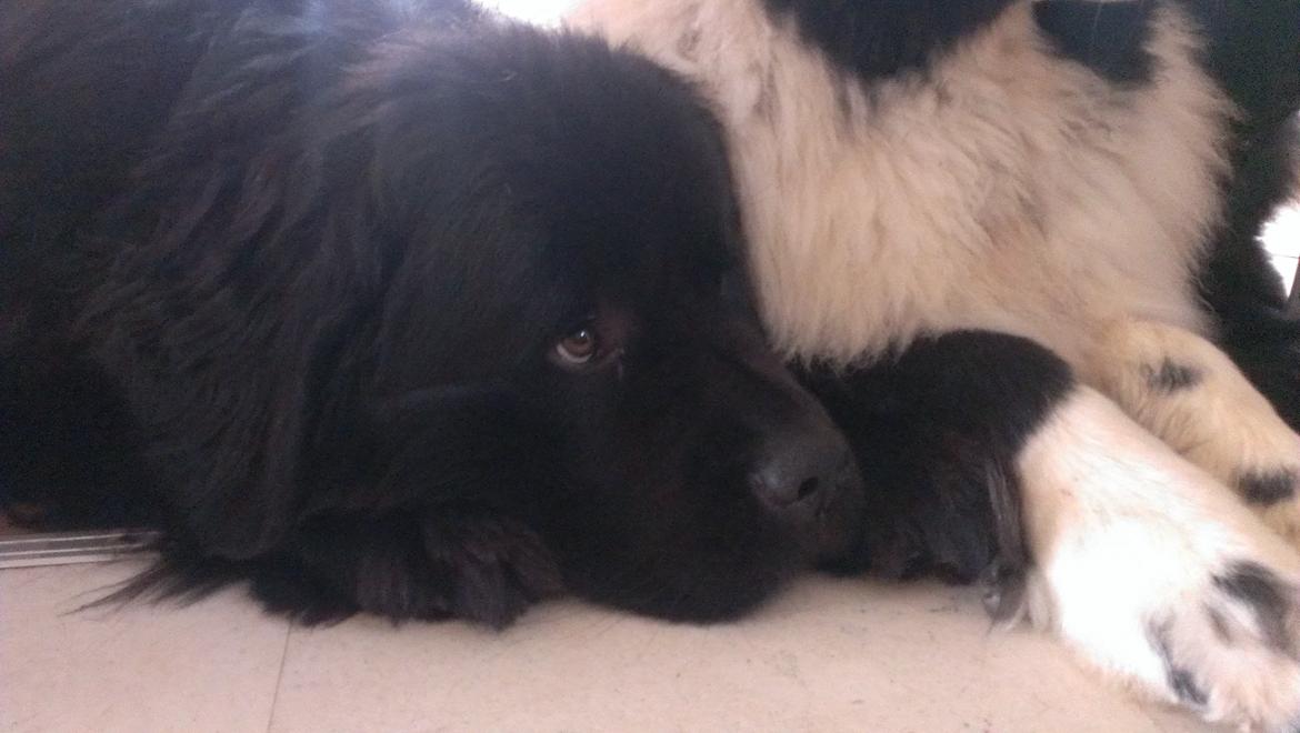 Newfoundlænder Moonshine Lovers Blue Thursday - <3 billede 18