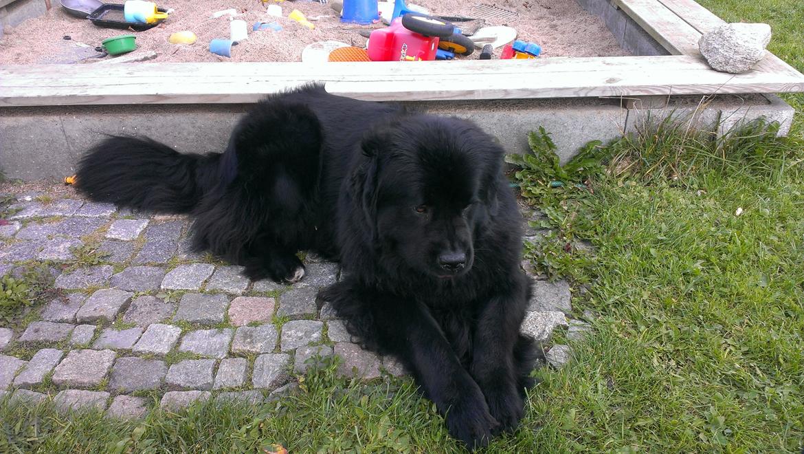 Newfoundlænder Moonshine Lovers Blue Thursday billede 19