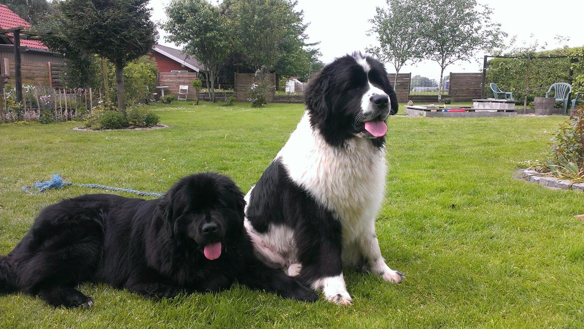 Newfoundlænder Moonshine Lovers Blue Thursday billede 20