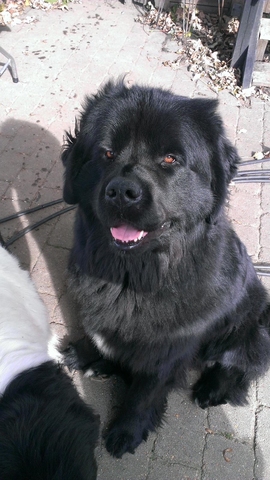 Newfoundlænder Moonshine Lovers Blue Thursday billede 2