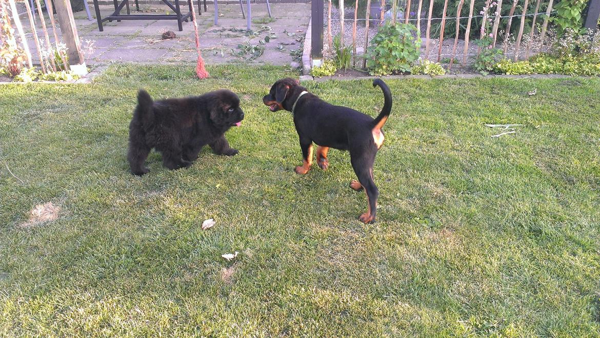 Newfoundlænder StarQuality's AnnaMarie's Karla billede 15