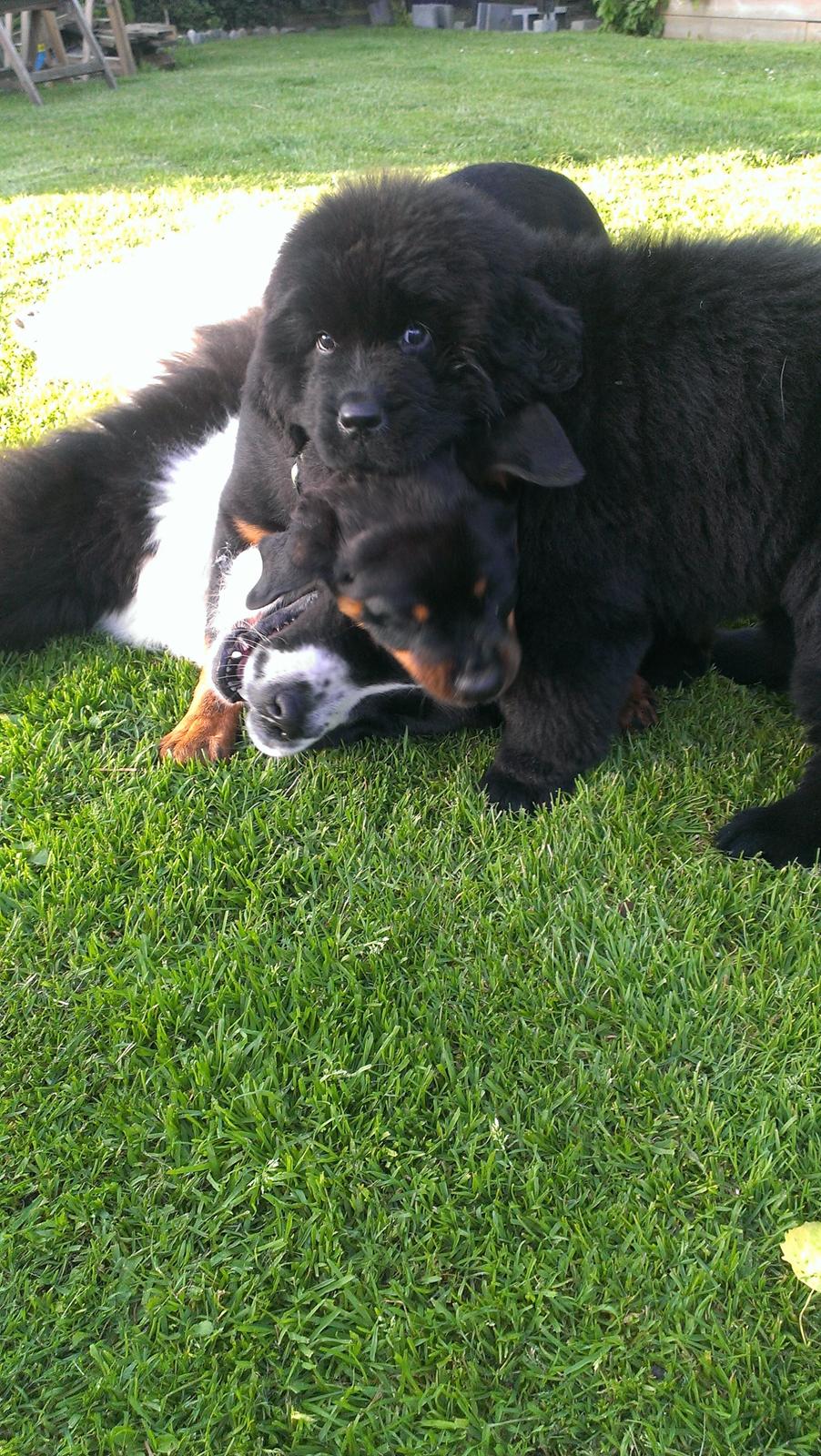 Newfoundlænder StarQuality's AnnaMarie's Karla billede 17