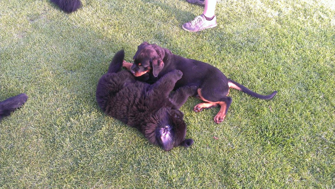 Newfoundlænder StarQuality's AnnaMarie's Karla billede 18