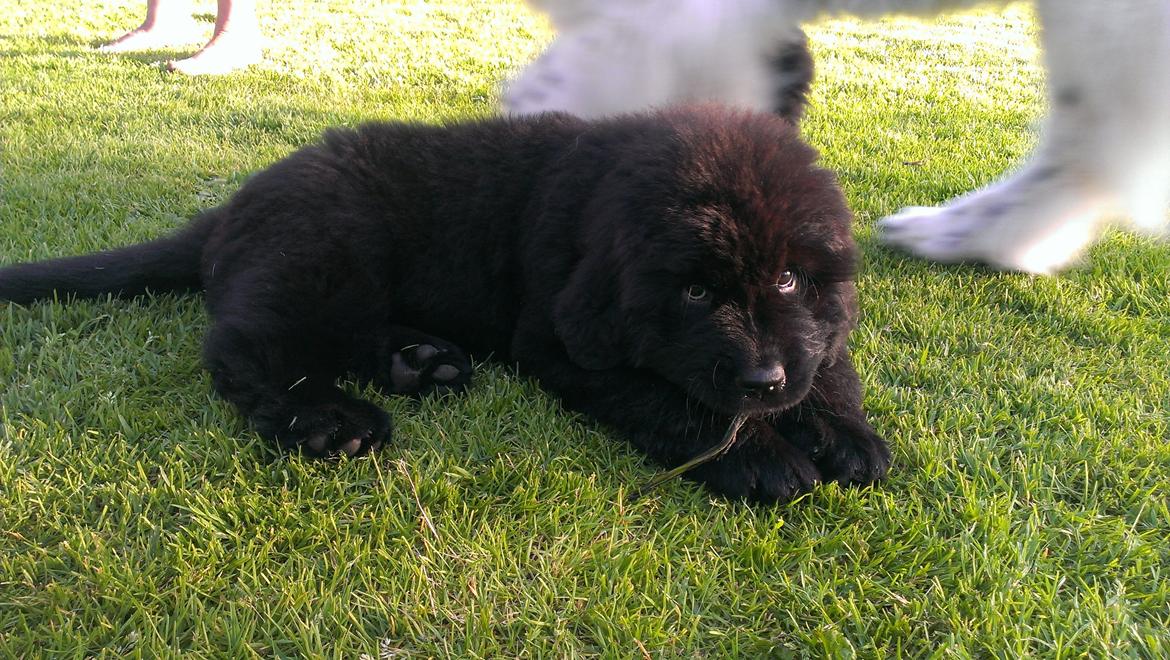 Newfoundlænder StarQuality's AnnaMarie's Karla billede 14