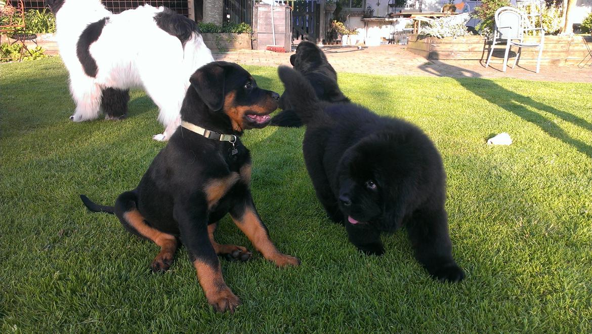 Newfoundlænder StarQuality's AnnaMarie's Karla - Bedste venner. billede 16