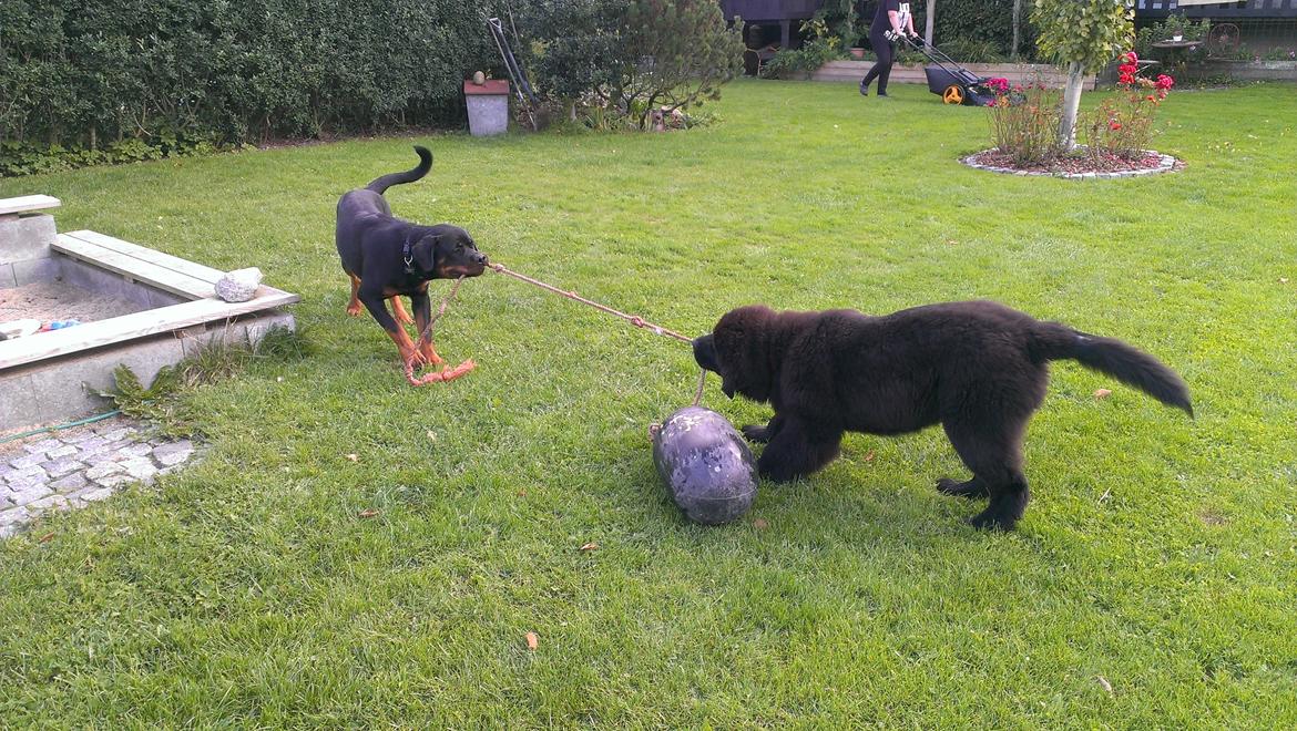 Newfoundlænder StarQuality's AnnaMarie's Karla billede 21