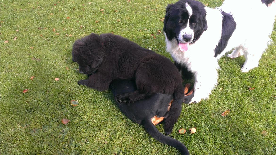 Newfoundlænder StarQuality's AnnaMarie's Karla - Så smider jeg mig da også bare oven på dig! billede 19