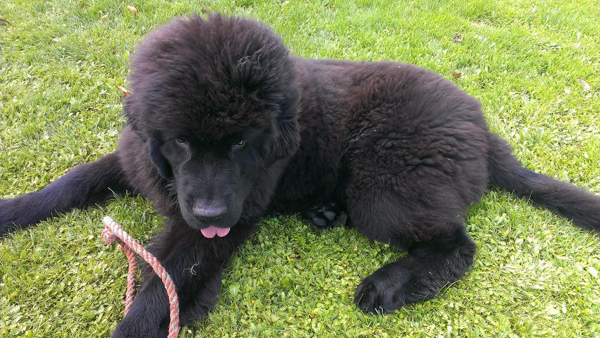 Newfoundlænder StarQuality's AnnaMarie's Karla - Afro Karla. billede 22