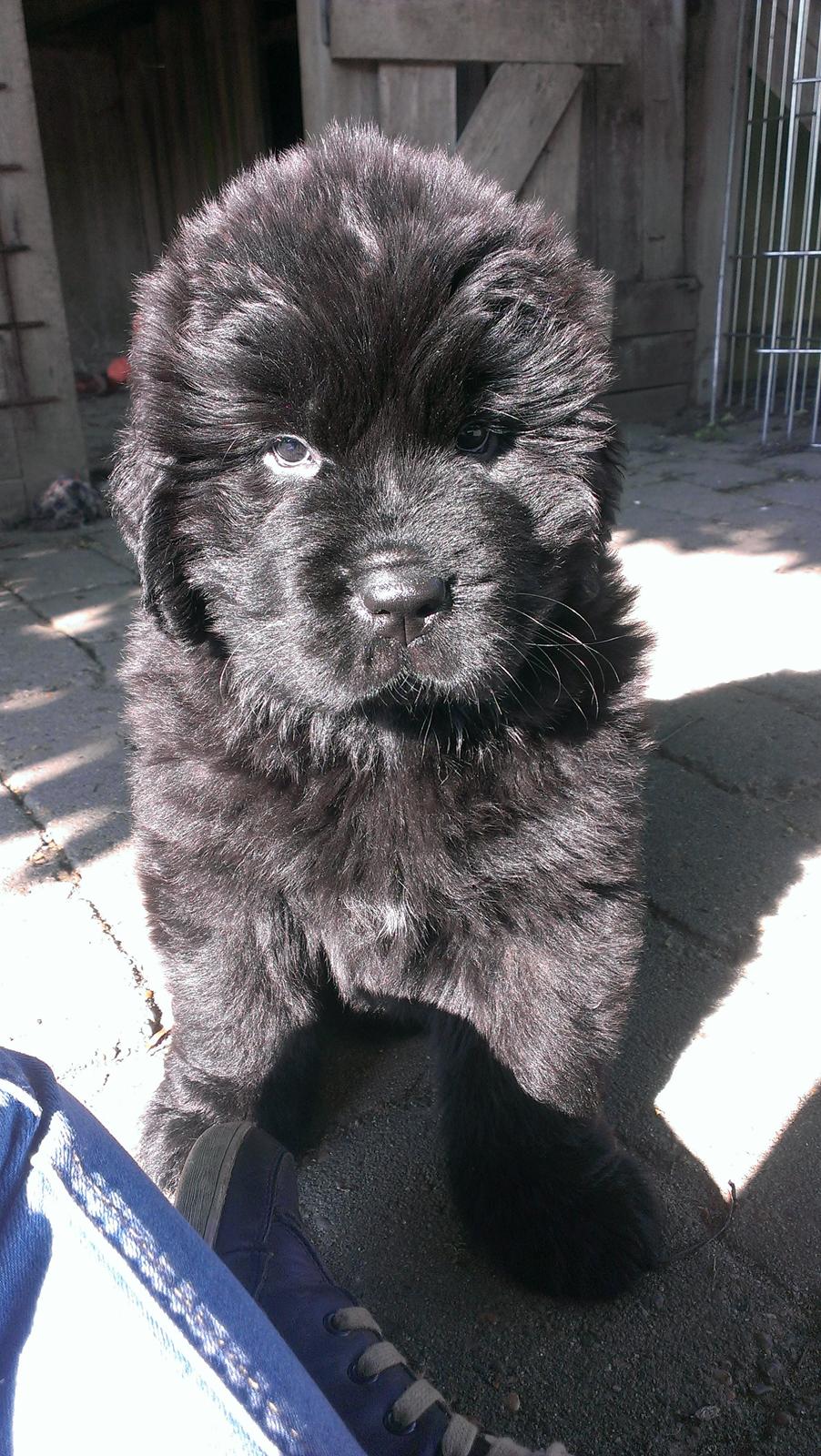 Newfoundlænder StarQuality's AnnaMarie's Karla billede 12