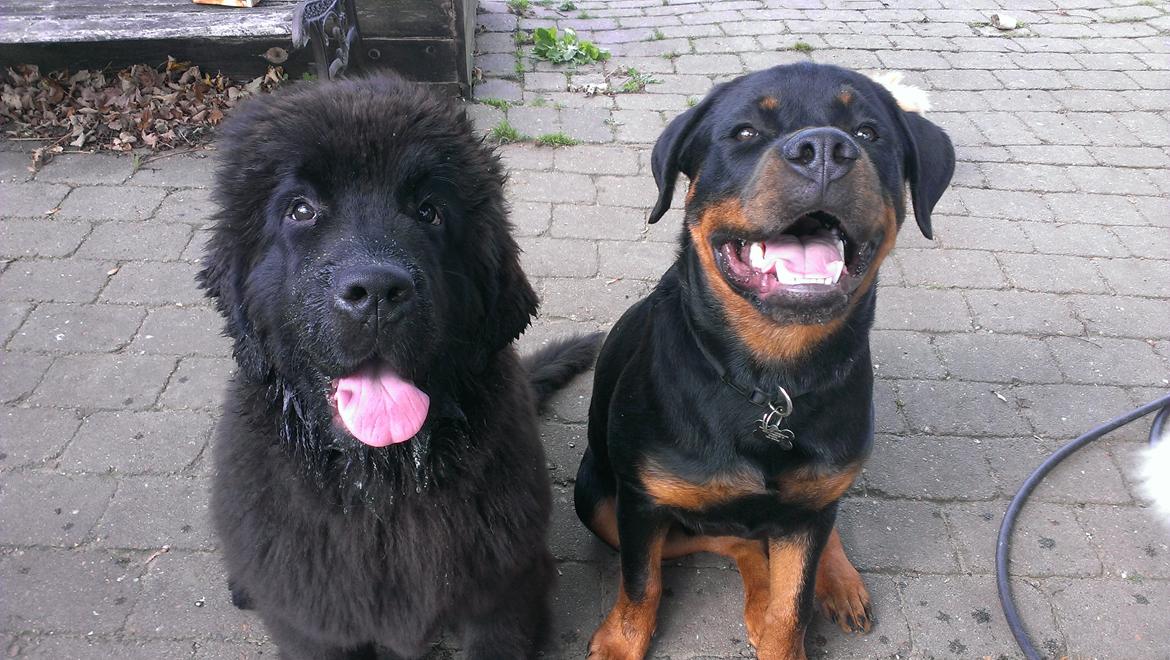 Newfoundlænder StarQuality's AnnaMarie's Karla - De bedste venner! Karla & Dexter billede 23