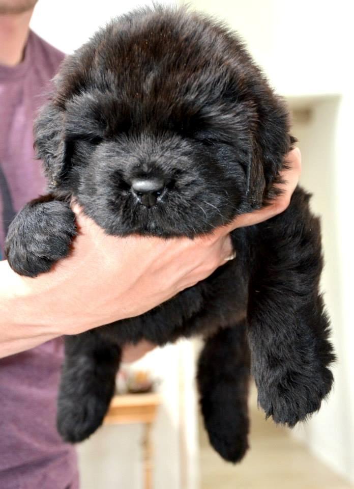 Newfoundlænder StarQuality's AnnaMarie's Karla billede 4